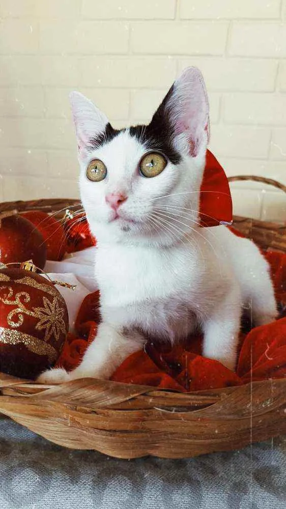 Gato ra a SRD idade 2 a 6 meses nome Luly