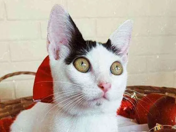 Gato ra a SRD idade 2 a 6 meses nome Luly