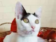 Luly