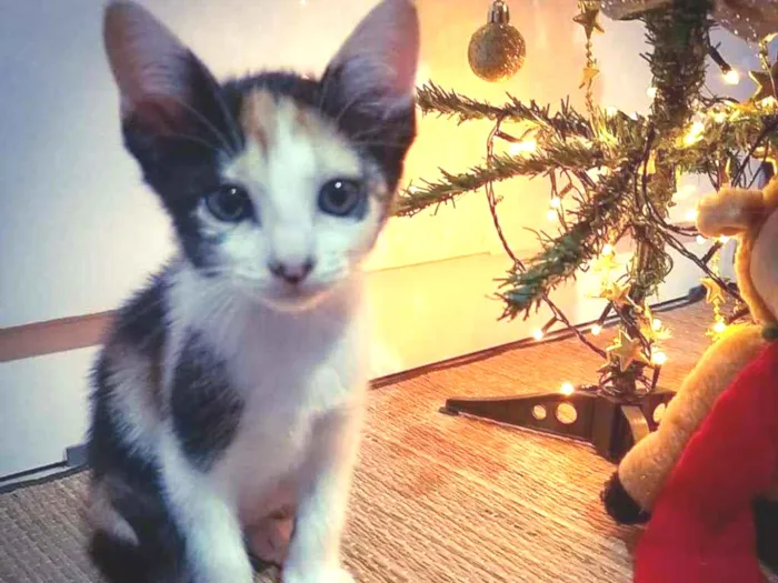 Gato ra a Siamês com vira - lata. idade Abaixo de 2 meses nome Kiara