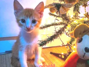 Gato raça Siamês com vira - lata. idade Abaixo de 2 meses nome Garfild