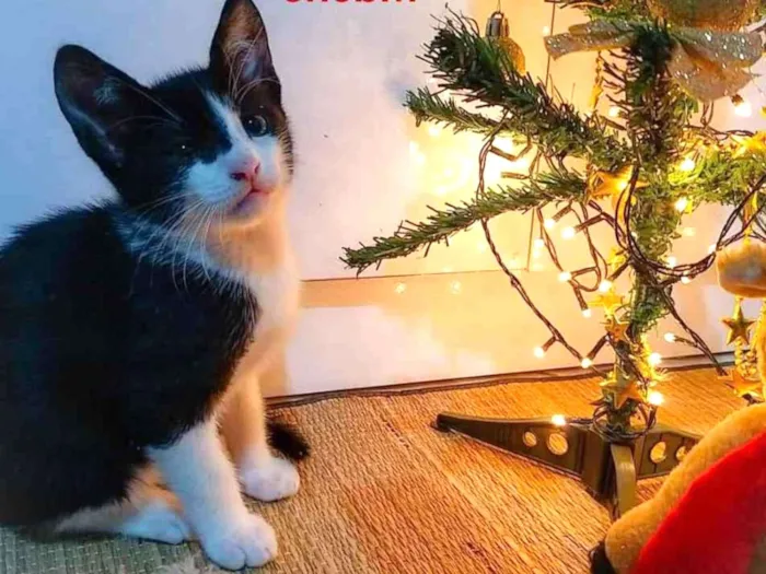 Gato ra a Siamês com vira - lata idade Abaixo de 2 meses nome Frajola 
