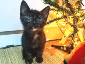 Gato raça Siamês com vira - lata. idade Abaixo de 2 meses nome Tigrinha