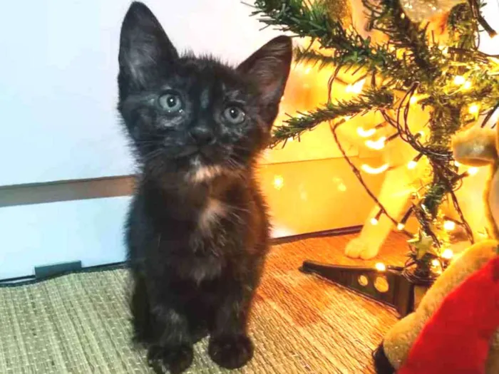 Gato ra a Siamês com vira - lata. idade Abaixo de 2 meses nome Tigrinha