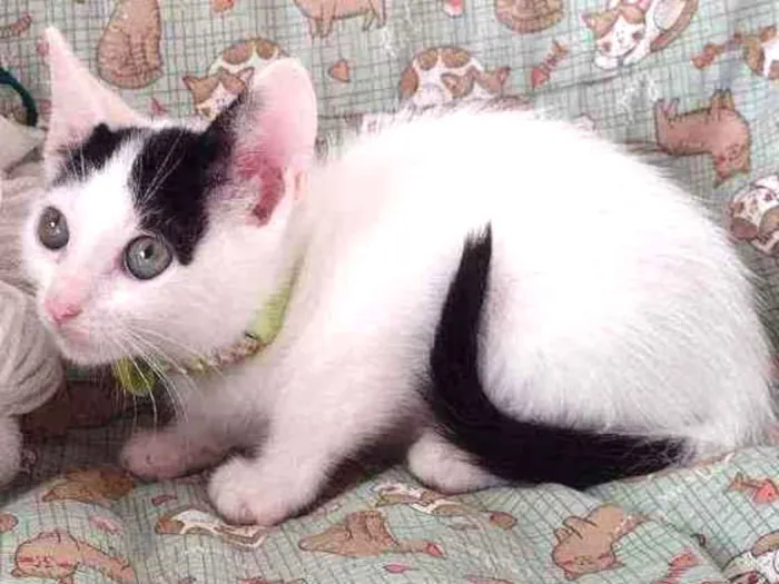 Gato ra a SRD idade 2 a 6 meses nome Luly