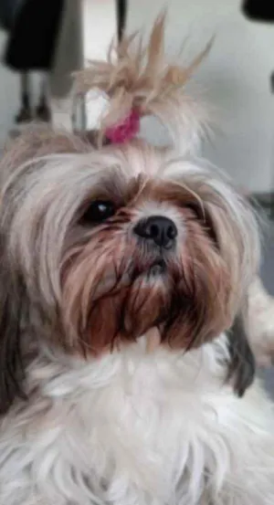 Cachorro raça Shih Tzu idade 4 anos nome Morena