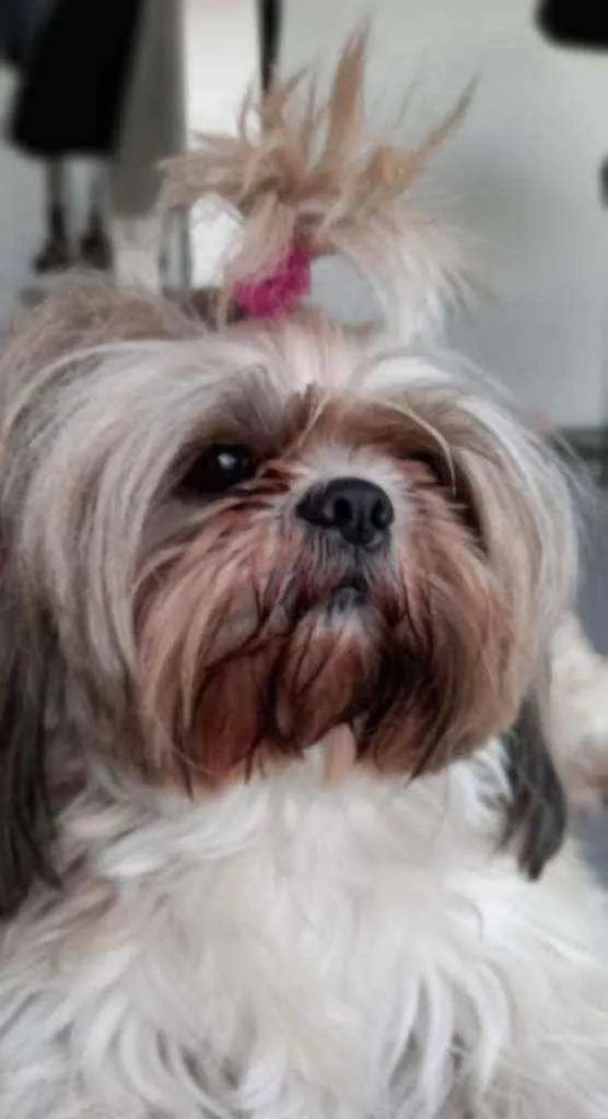Cachorro ra a Shih Tzu idade 4 anos nome Morena
