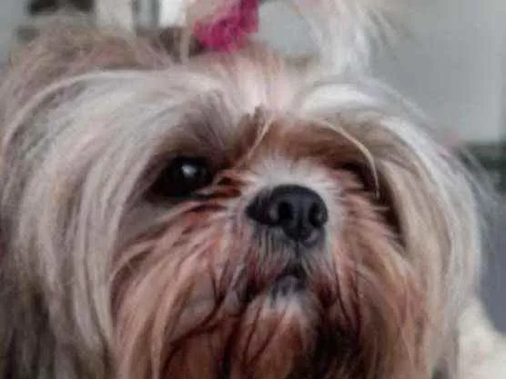 Cachorro ra a Shih Tzu idade 4 anos nome Morena