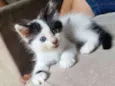 frajolinha