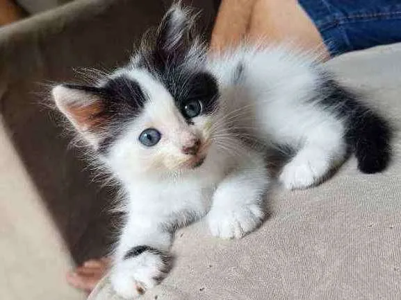 Gato ra a  idade Abaixo de 2 meses nome frajolinha
