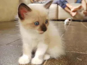 Gato raça  idade Abaixo de 2 meses nome laranjinha