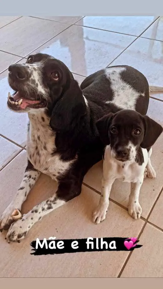 Cachorro ra a Mestiço  idade Abaixo de 2 meses nome Filhos da Annita