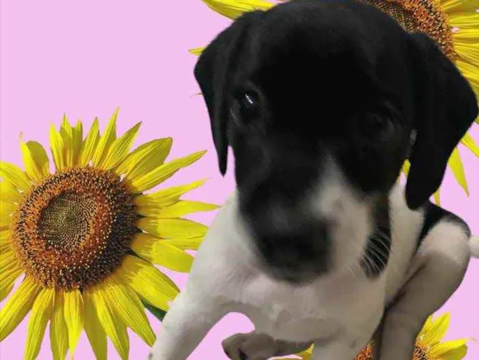 Cachorro ra a Mestiço  idade Abaixo de 2 meses nome Filhos da Annita
