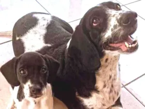 Cachorro raça Mestiço  idade Abaixo de 2 meses nome Filhos da Annita
