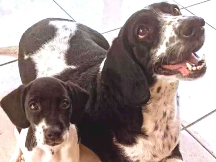 Cachorro ra a Mestiço  idade Abaixo de 2 meses nome Filhos da Annita