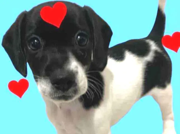 Cachorro ra a Mestiço  idade Abaixo de 2 meses nome Filhos da Annita