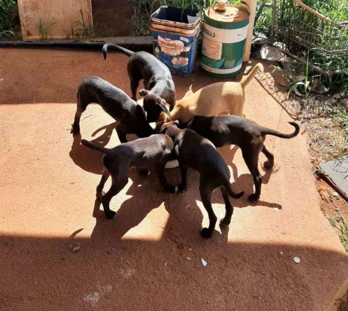 Cachorro ra a Vira-lata idade 2 a 6 meses nome Não tem nome