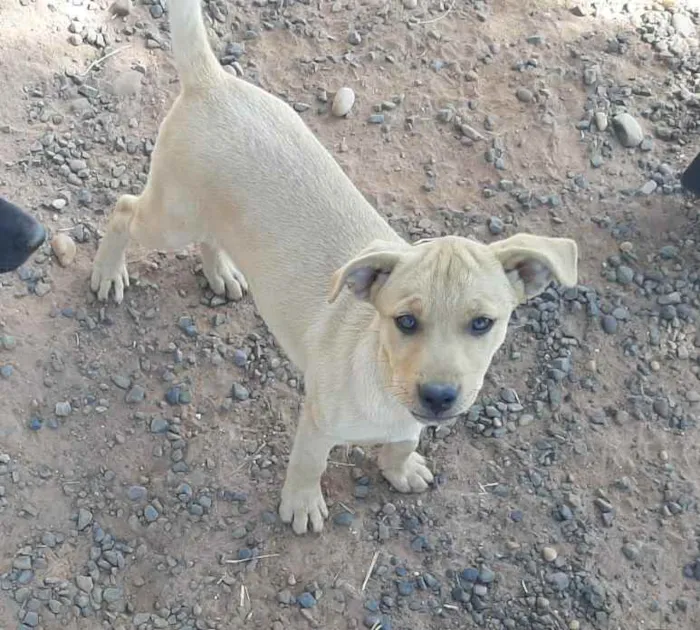 Cachorro ra a Vira-lata idade 2 a 6 meses nome Não tem nome
