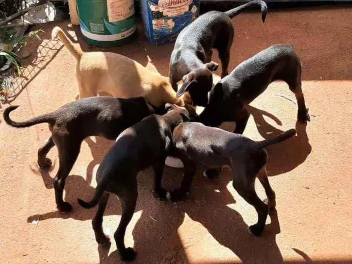 Cachorro ra a Vira-lata idade 2 a 6 meses nome Não tem nome