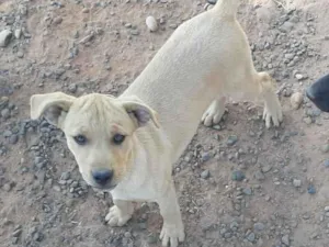 Cachorro raça Vira-lata idade 2 a 6 meses nome Não tem nome