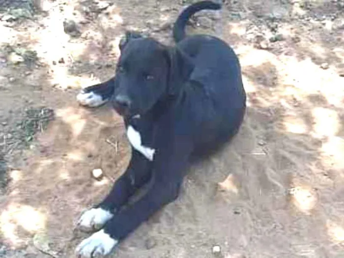 Cachorro ra a Vira-lata idade 2 a 6 meses nome Não tem nome
