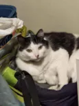 Gatão