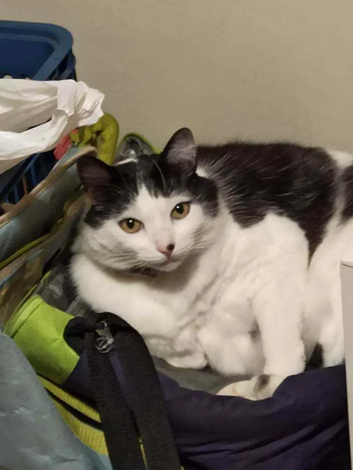 Gato ra a Vira Lata idade 6 ou mais anos nome Gatão