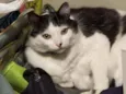 Gatão