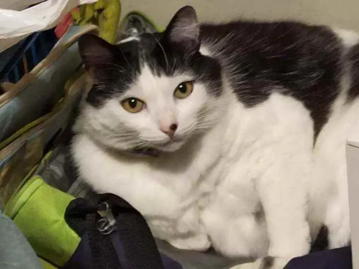 Gato ra a Vira Lata idade 6 ou mais anos nome Gatão
