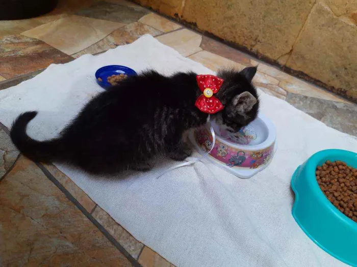 Gato ra a srd idade Abaixo de 2 meses nome Veludo