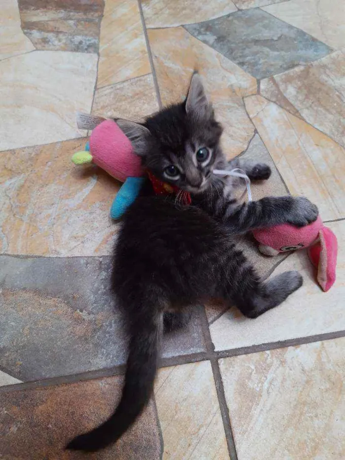 Gato ra a srd idade Abaixo de 2 meses nome Veludo