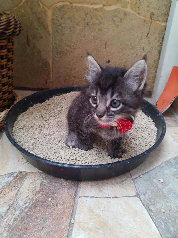 Gato ra a srd idade Abaixo de 2 meses nome Veludo