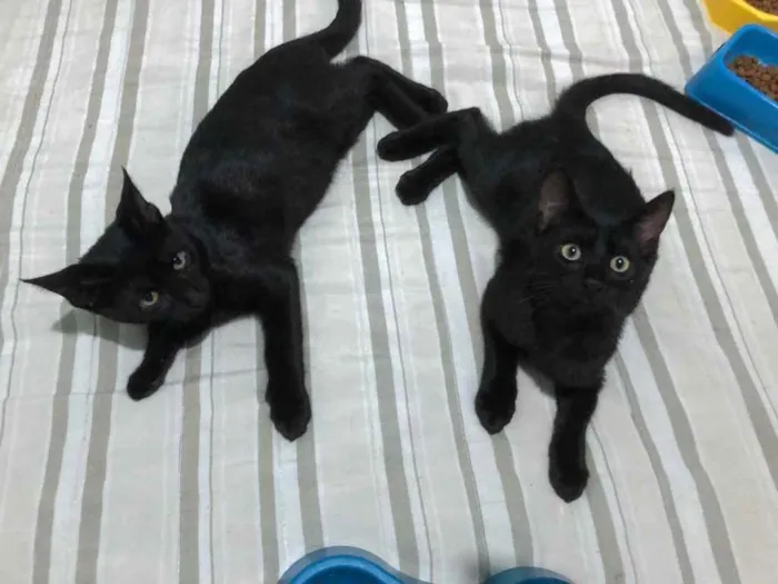 Gato ra a Indefinida idade 2 a 6 meses nome Tchala e M'Baku
