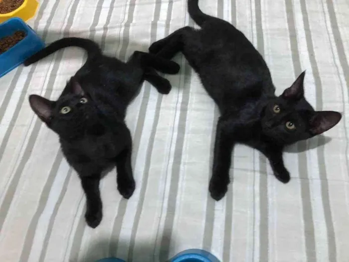 Gato ra a Indefinida idade 2 a 6 meses nome Tchala e M'Baku