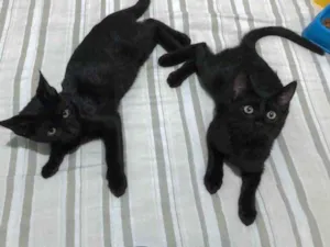 Gato raça Indefinida idade 2 a 6 meses nome Tchala e M'Baku