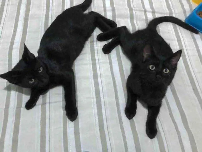 Gato ra a Indefinida idade 2 a 6 meses nome Tchala e M'Baku