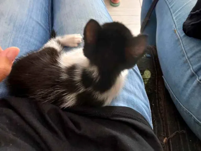 Gato raça Mestiça  idade Abaixo de 2 meses nome Vick