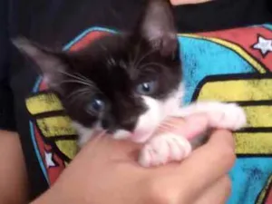 Gato raça Mestiça  idade Abaixo de 2 meses nome Vick