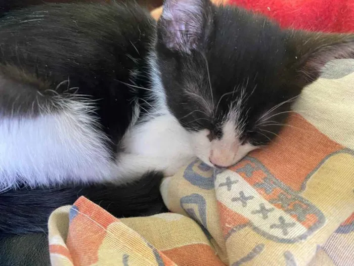 Gato raça Srd idade Abaixo de 2 meses nome Sem nome 