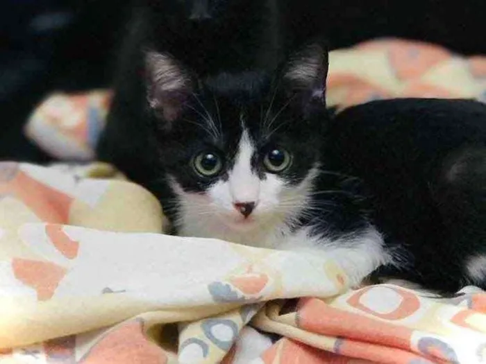 Gato raça Srd idade Abaixo de 2 meses nome Sem nome 