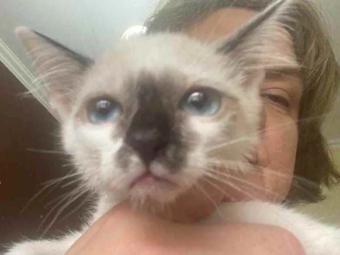 Gato raça Srd idade 2 a 6 meses nome Bruna