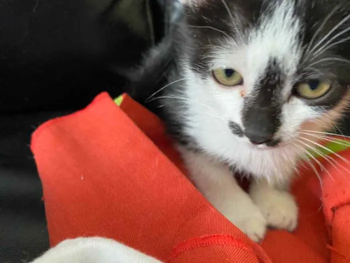 Gato raça Srd  idade Abaixo de 2 meses nome Sem nome