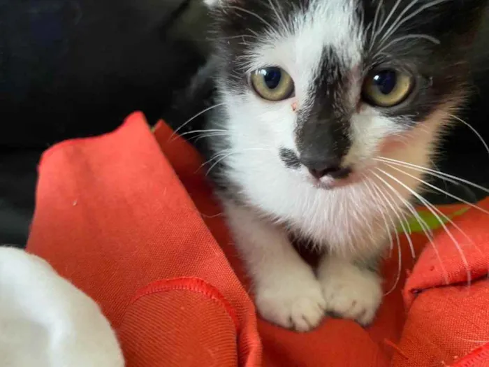 Gato raça Srd  idade Abaixo de 2 meses nome Sem nome