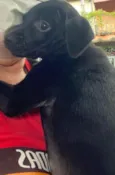 Cachorro raça SRD  idade Abaixo de 2 meses nome Sem nome