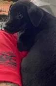 Cachorro raça SRD  idade Abaixo de 2 meses nome Sem nome