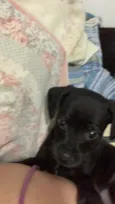 Cachorro raça SRD  idade Abaixo de 2 meses nome Sem nome