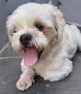 Cachorro raça Shitzu  idade 3 anos nome Sem Nome