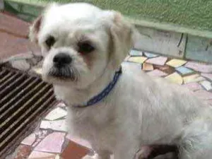 Cachorro raça Shitzu  idade 3 anos nome Sem Nome