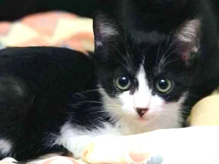 Gato raça Srd idade Abaixo de 2 meses nome Sem nome 