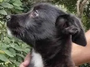 Cachorro raça SRD idade 2 a 6 meses nome Sem Nome